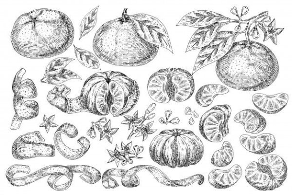 Мандарин рисунок карандашом