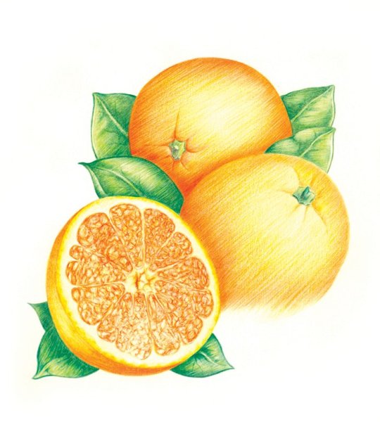 Апельсин рисунок