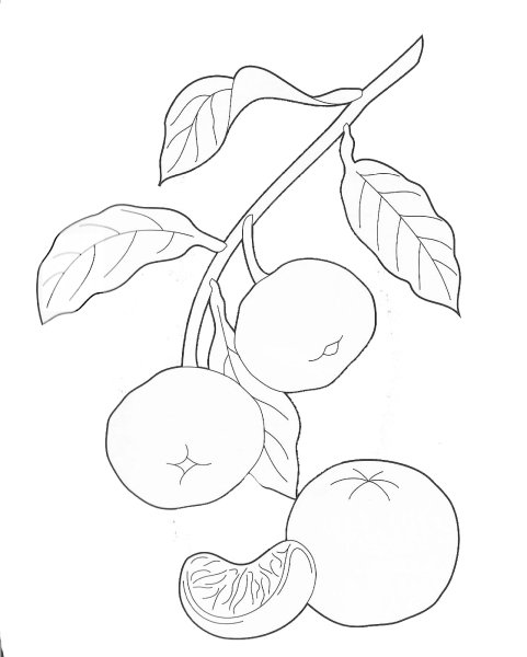 Мандарин цветными карандашами