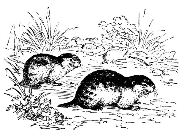 Лемминги морская Свинка