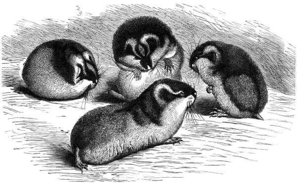 Нарисовать лемминга