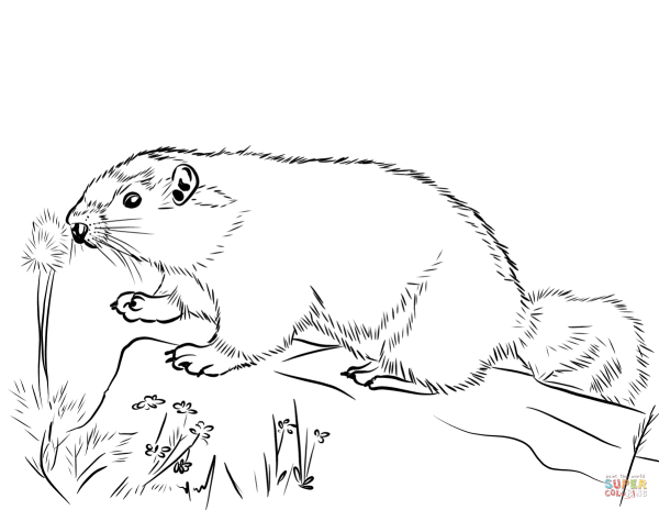 Раскраска морская Свинка