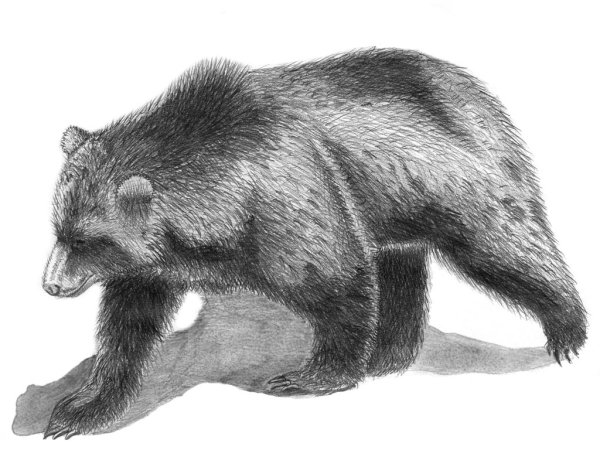 Медведь рисунок карандашом