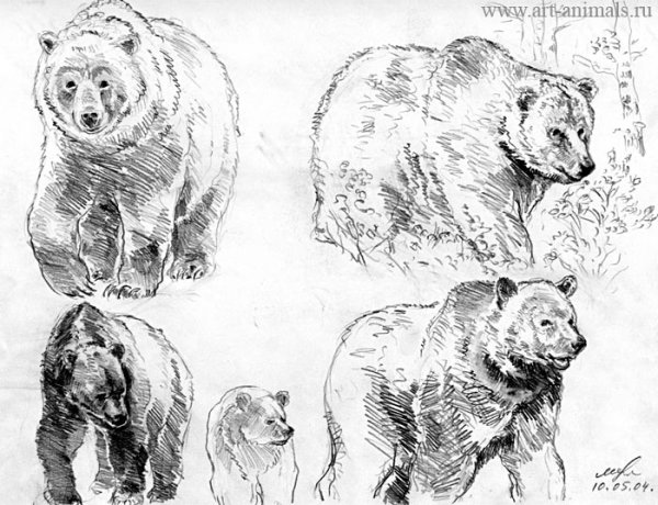 Медведь рисунок карандашом