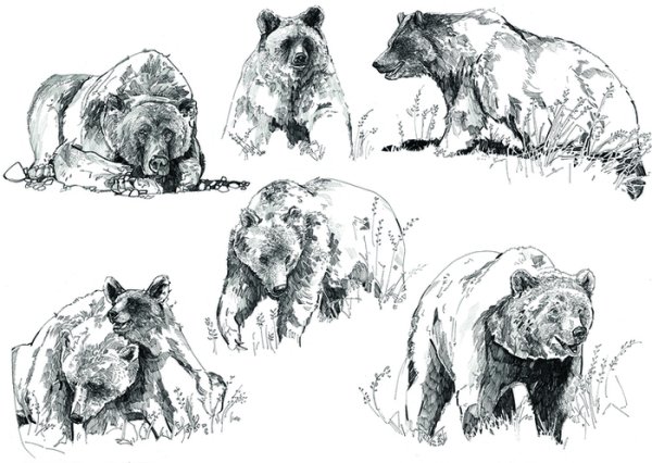 Медведь рисунок