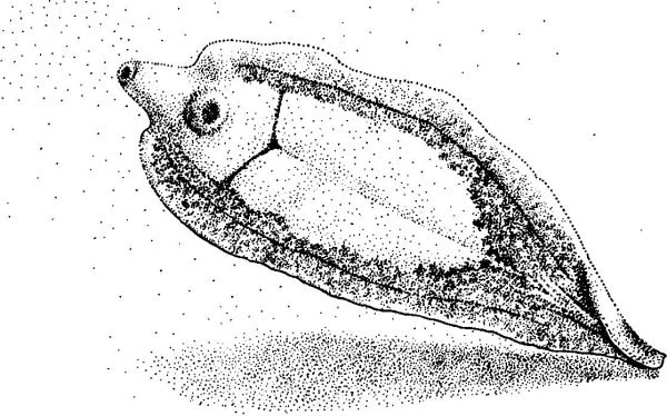 Черви сосальщики рисунок