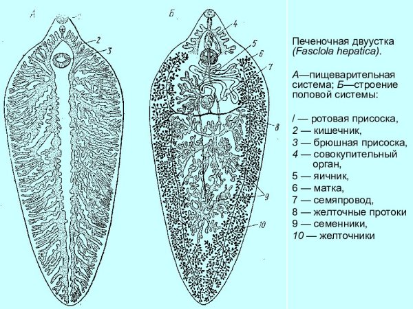 Выделительная система печеночного сосальщика