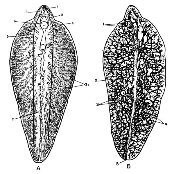 Пищеварительная система печеночного сосальщика