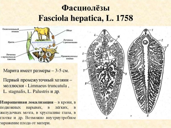 Возбудитель фасциолеза Fasciola hepatica