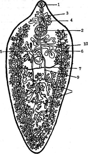 Печеночный сосальщик строение