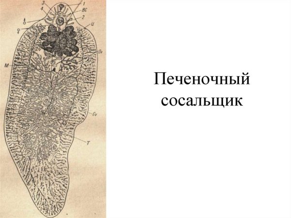 Строение сосальщиков червей