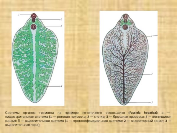 Выделительная система печеночного сосальщика