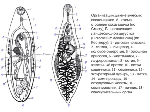 Жизненный цикл печеночного сосальщика схема ЕГЭ