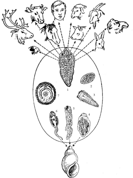 Схема жизненного цикла фасциолы