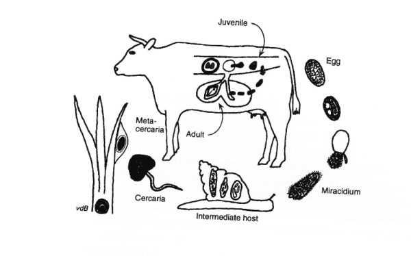 Печеночная двуустка строение