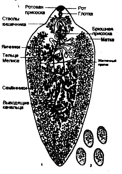 Схема жизненного цикла печеночного сосальщика