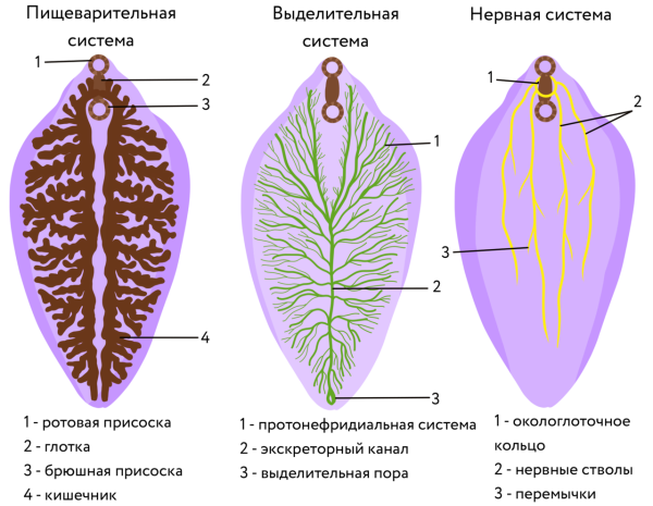 Цикл развития плоских червей печеночный сосальщик