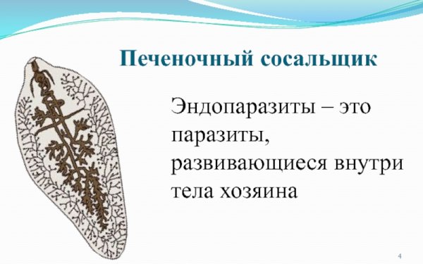 Цикл развития печеночного сосальщика