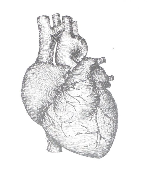 Анатомическое сердце карандашом