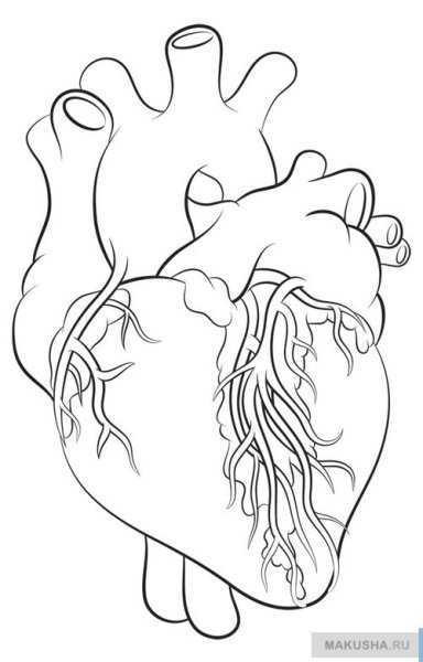 Нарисовать сердце человека