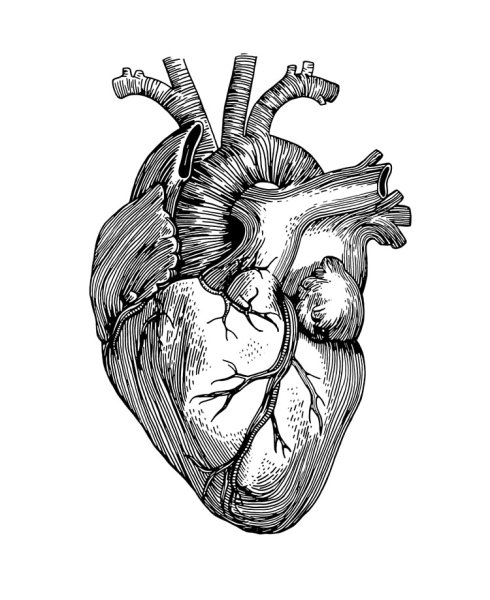 Сердце человека гравюра