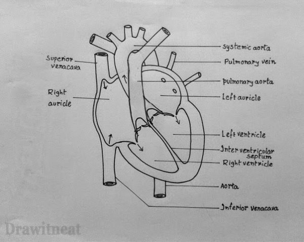 Heart structure