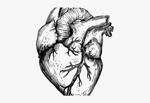 Сердце рисунок