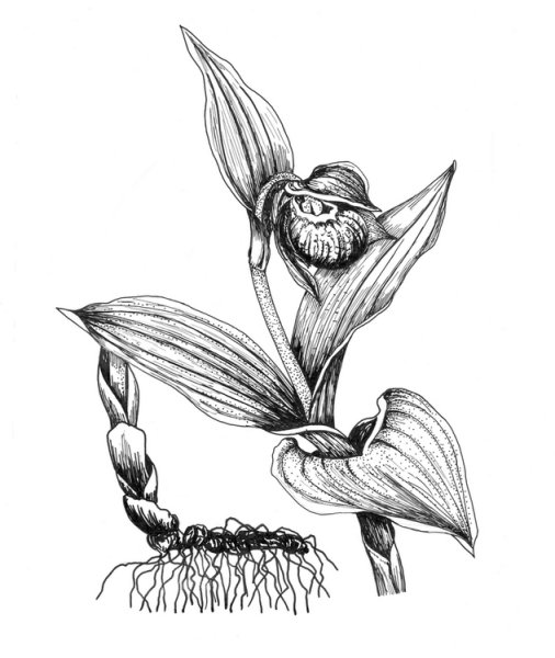 Венерин башмачок