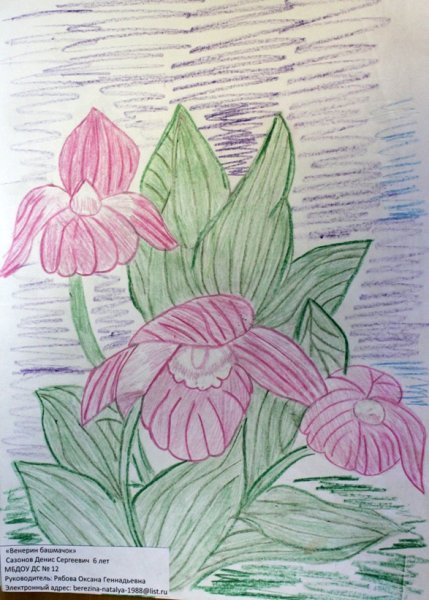 Венерин башмачок чб