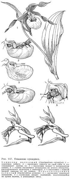 Венерин башмачок печать
