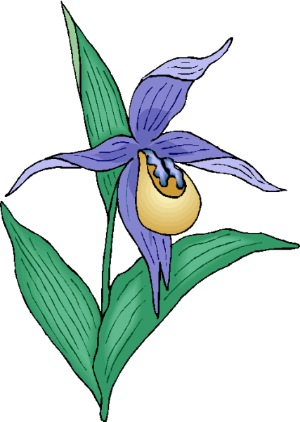 Венерин башмачок нарисовать ребенку