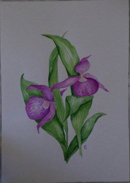 Венерин башмачок карандашом