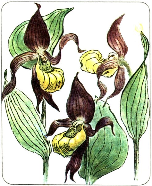 Зарисовать цветок Венерин башмачок