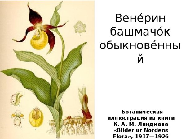 Венерин башмачок разукрасить