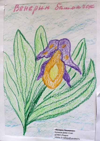 Венерин башмачок рисунок