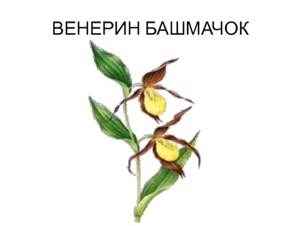 Венерин башмачок рисунок карандашом