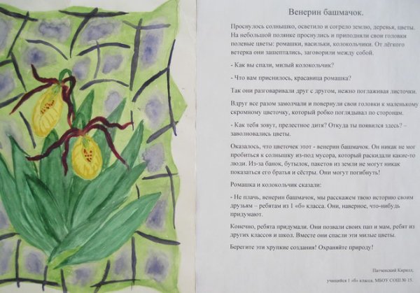 Венерин башмачок настоящий рисунок