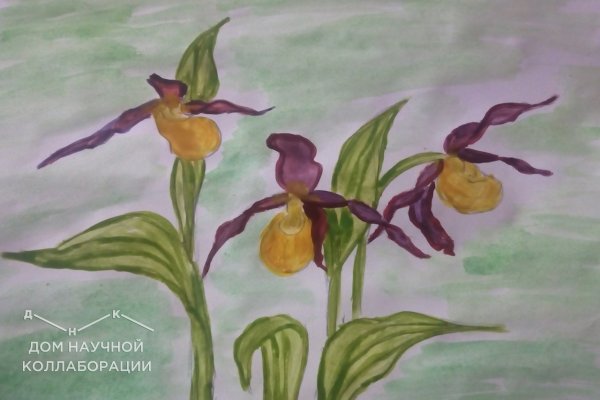 Венерин башмачок печать