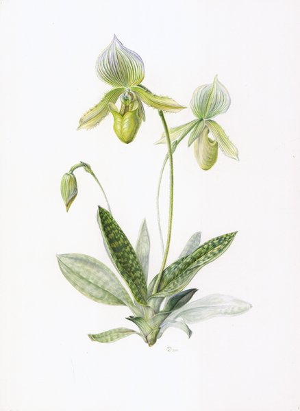 Зарисовать цветок Венерин башмачок