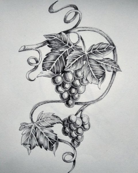 Виноградная лоза эскиз