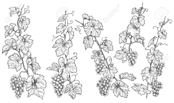 Трафарет Виноградная лоза
