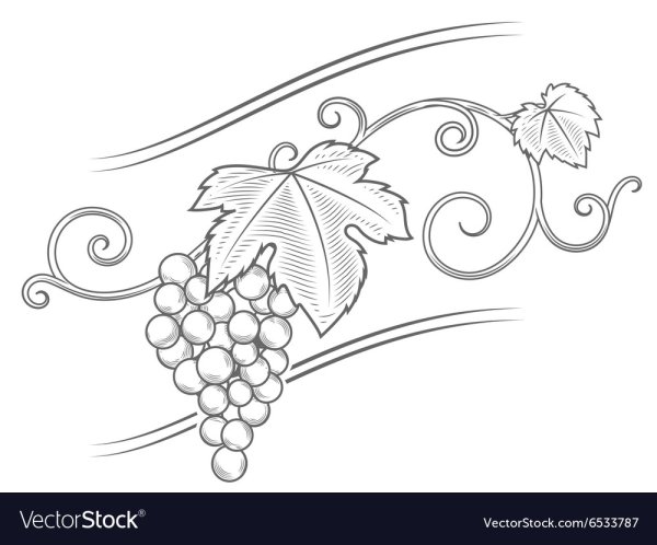 Виноград для выжигания