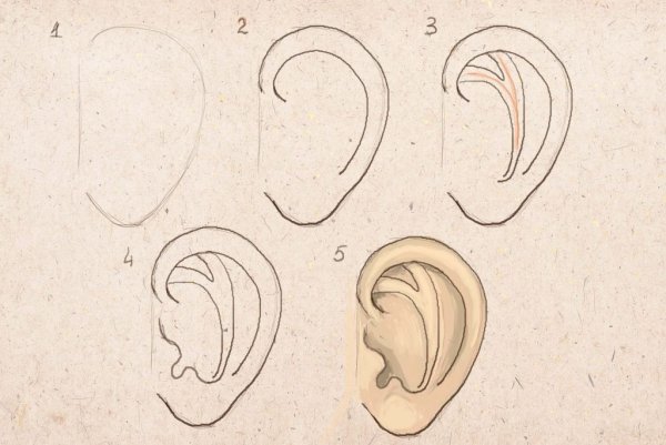 Ухо простым карандашом
