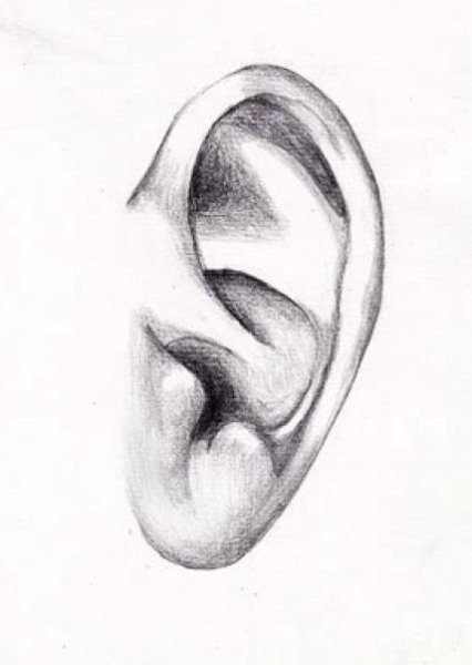 Поэтапное рисование ушей