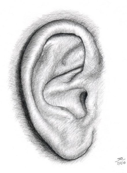 Рисуем ухо карандашом поэтапно для начинающих