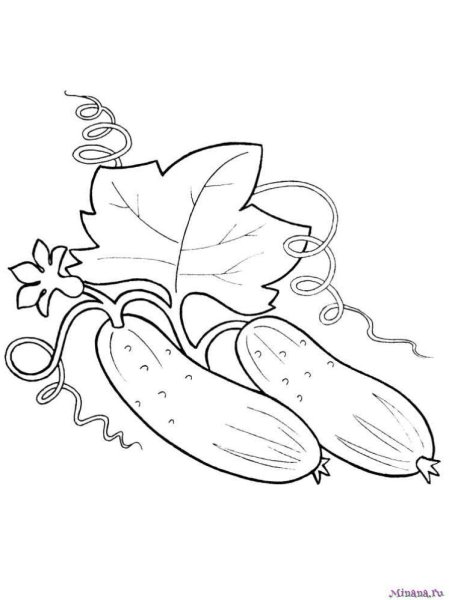 Огурец растение раскраска