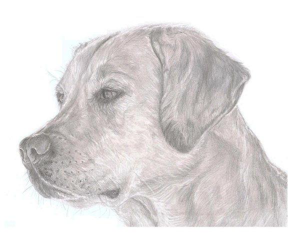 Лабрадор карандашом