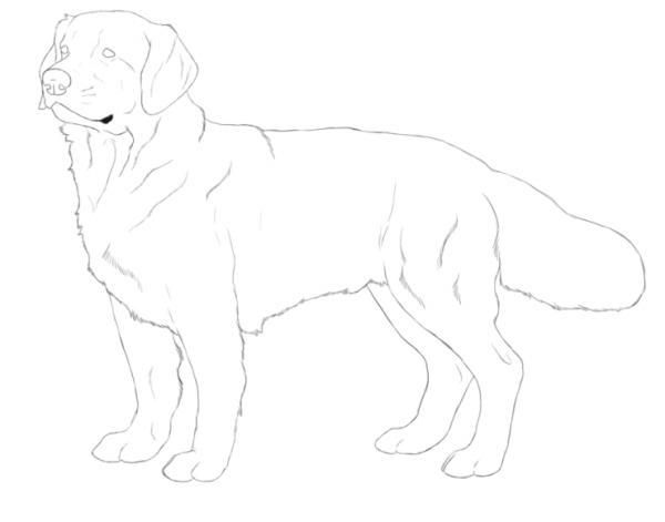 Собака черным карандашом