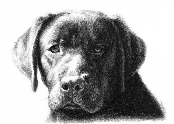 Лабрадор цветными карандашами