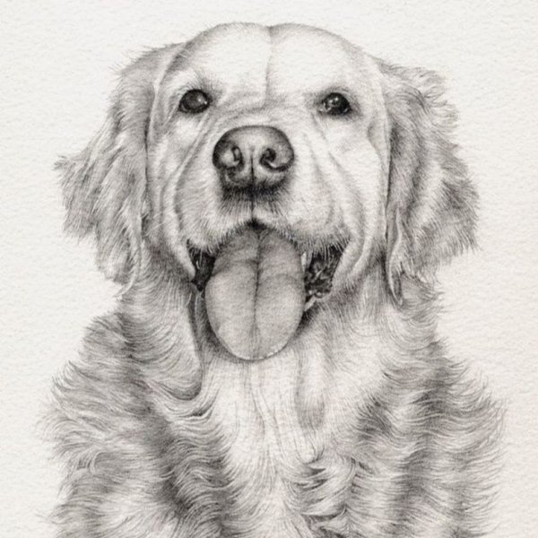 Собака карандашом сбоку